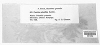 Puccinia ustalis image